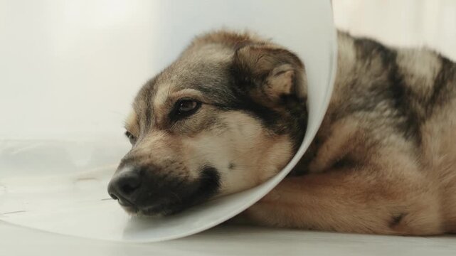A resting dog in a protective cone lies on a bright floor beside a window.