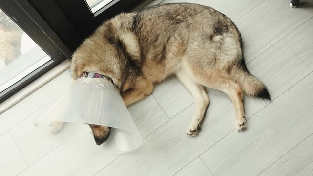 Domestic pet dog in a protective cone lies calmly on the floor near a bright window.