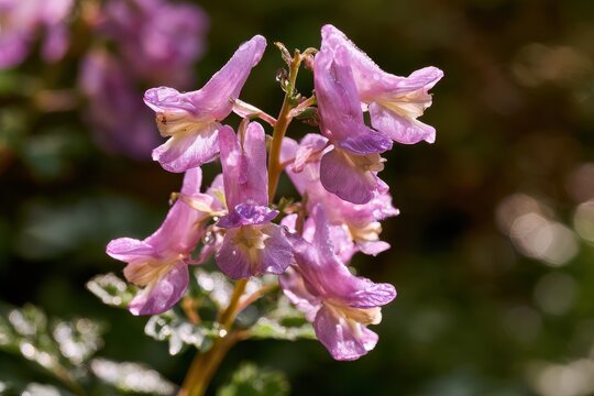 Delicate Corydalis yanhusuo bloom in soft natural light, close-up botanical portrait