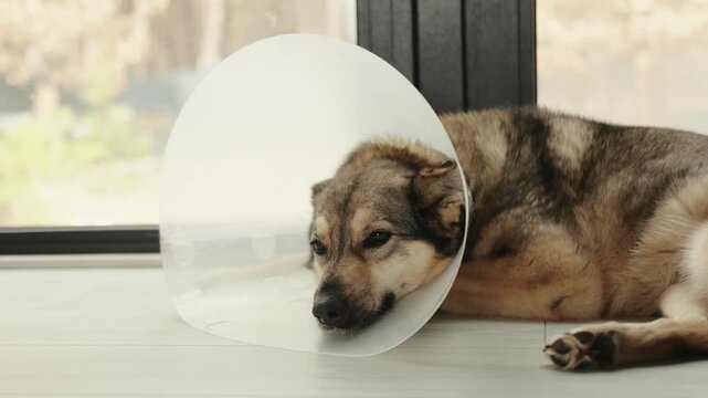 Domestic dog wearing a recovery cone rests quietly on the floor near a bright window.