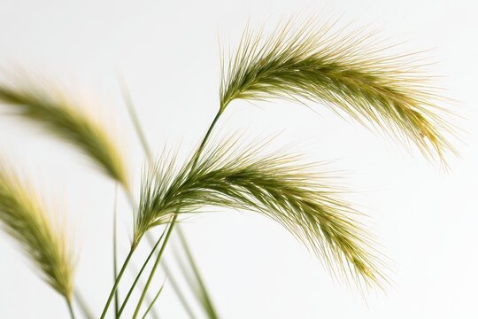 Delicate ornamental grass on white background in a clean, high-key composition
