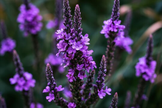 Delicate Verbena hastata blossoms in a garden, vibrant purple tones and focused foreground