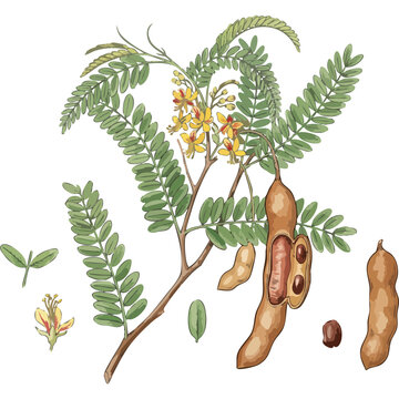 Watercolor style tamarind vector drawing, old botanical illustration, tropical plant, vintage style, botanical art, tamarind tree print, nature art, botanical design, isolated on white background