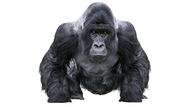 Silverback gorilla frontal view powerful primate