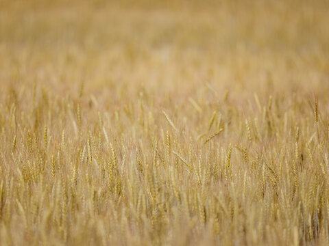 Beautiful warm-toned agricultural background of a ripe wheat crop field with golden ears. High angle selective focus view with sepia tones and copy space. Perfect for bakery or rustic design