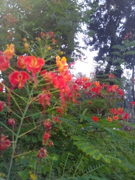 Red peacock flowers bloom brightly among dense green garden leaves.