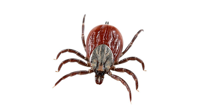 Brown tick with patterned scutum and eight legs