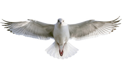Fototapeta premium White seagull bird with wings spread wide in flight