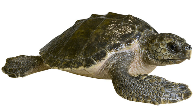 Green sea turtle with textured shell and scales