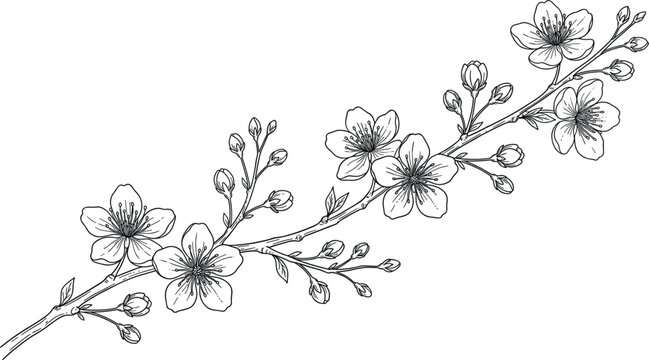 Cherry blossom branch vector illustration featuring hand drawn vintage sketch line art with detailed sakura flowers and blooming buds for elegant design