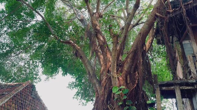 Ancient banyan tree with thick trunks and lush green leaves in an old village