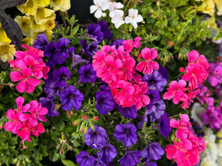 Fototapeta premium Beautiful Blooming Vibrant Pink and Purple Pelargoniums and Calibrachoa Petunia Flowers close up