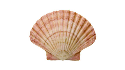 Pink and beige scallop shell with radiating ribs © Alaric