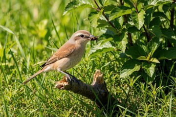 Naklejka premium Female red backed shrike perches on branch with beetle in beak. Bird hunts insects in summer meadow for nestlings. Wildlife fauna feeding young birds.