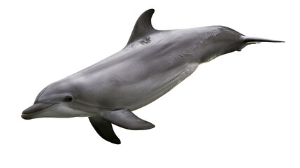 Gray dolphin swimming side view, white © Alaric