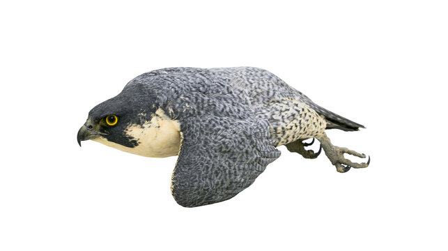 Peregrine falcon bird of prey with sharp talons and yellow eye