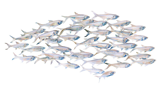 School of small silver fish swimming together