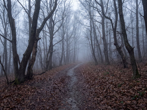 Narrow muddy path winding through dense foggy forest in autumn