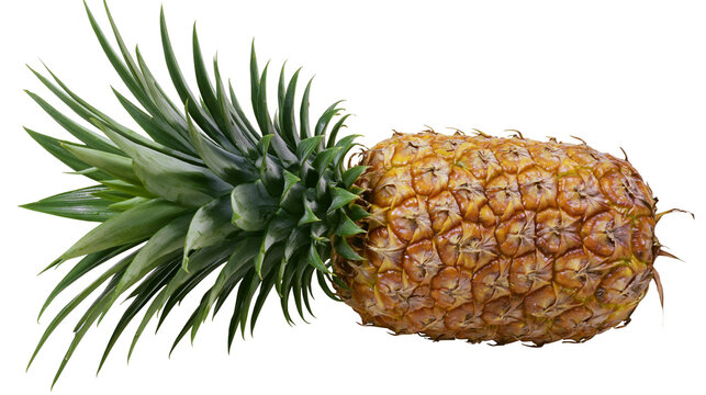 Ripe pineapple with spiky green leaves and textured golden skin