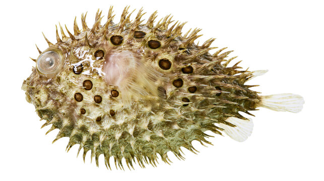 Spiky pufferfish with round dark spots and large eye