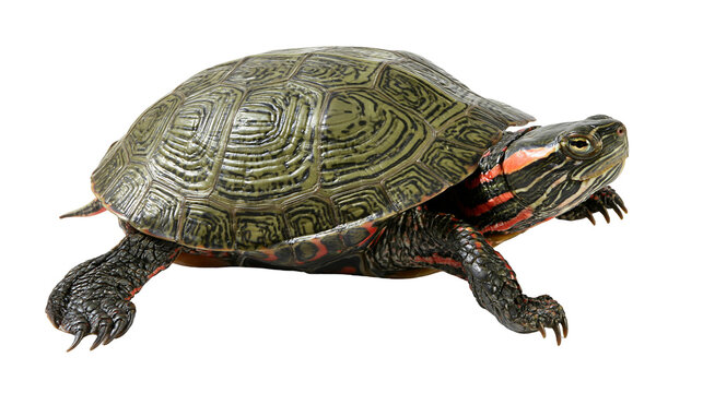 Painted turtle with green patterned shell and red striped neck