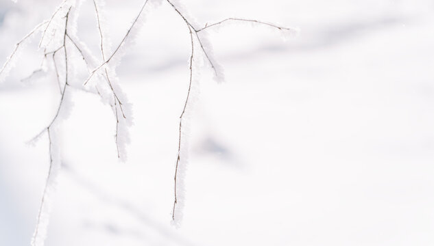Minimal bare branches against white snowy background with copy space.