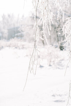 Frosty branches over peaceful snowy landscape, minimal winter background with copy space.