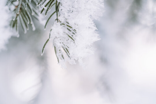 Fresh snow resting on evergreen branch, bright minimal Christmas background.