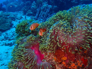 Clarks Anemonefish Among Colorful Sea Anemone Tentacles © Andrea