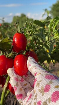 A gardener picks ripe tomatoes from a bush tomato in vegetable garden, vertical video.