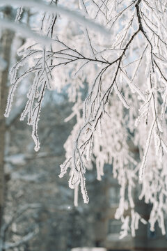Hoarfrost-covered branches in cold winter forest, natural seasonal background.
