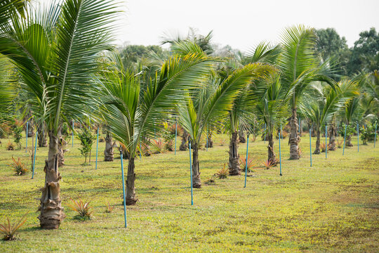 Cultivation and traditional tropical farming in northern Thailand, rows of young coconut palm trees, agricultural countryside farm growing organic coconut trees, palm plantation with irrigation system