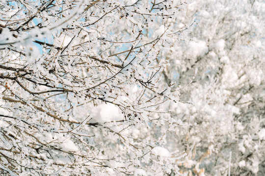 Snow-covered tree branches creating soft white winter woodland background.