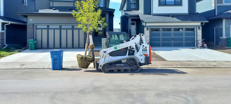 CALGARY, ALBERTA, CANADA - 13 SEPTEMBER, 2023. A compact white Bobcat T595 tracked loader carrying a young sapling with its root ball wrapped in burlap. 