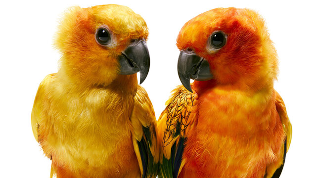 Two Sun Conure parrots one yellow one orange, close up