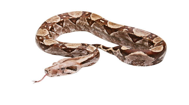 Boa constrictor snake with patterned skin and forked tongue