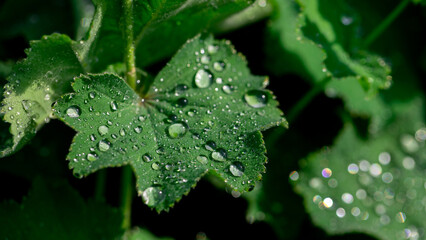 Close-up macro of a green leaf dotted with dew and water droplets, evoking freshness and calm. © lms_lms