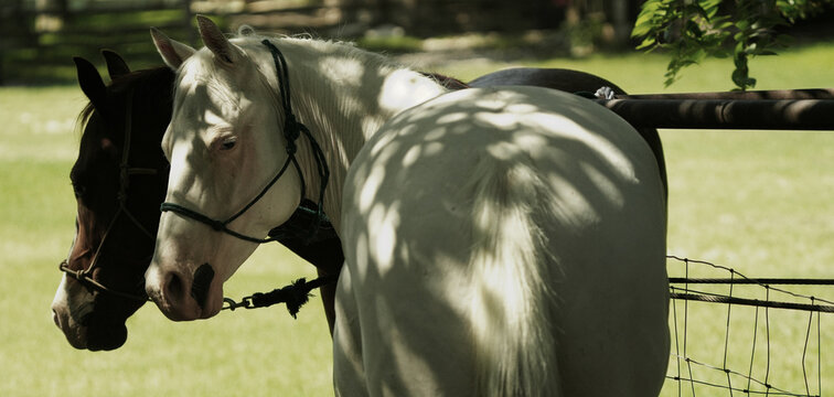 Horses tied to a fence in the shade during summer