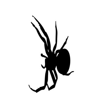 Black silhouette of a spider on a white background