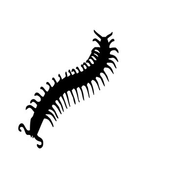 Black silhouette of a centipede on a white background