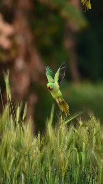 Rose-ringed Parakeet Flying and Feeding in Green Crops Slow Motion
