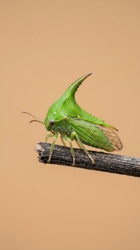 Green Treehopper Insect with Horn on Branch Macro Shot