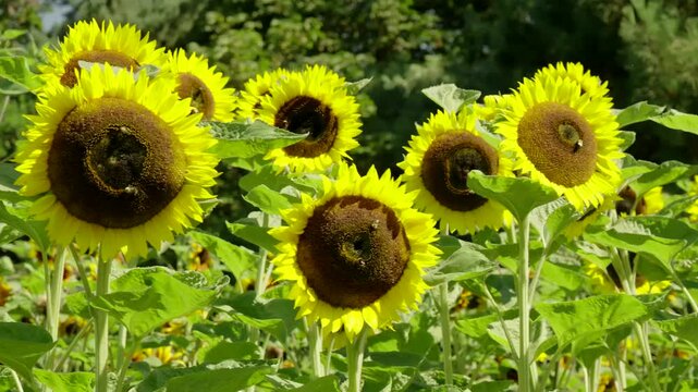 Bright Yellow Sunflowers Blooming in a Sunny Summer Garden