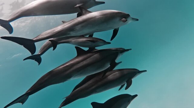 Spinner Dolphins Swimming Together in Open Ocean