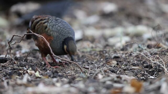 Chestnut-bellied partridge (Arborophila javanica) also known as chestnut-bellied hill-partridge or Javan hill-partridge in Java Island, Indonesia