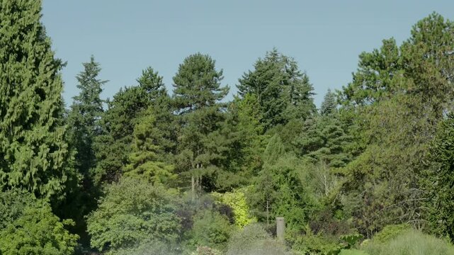 Lush Green Woodland Trees Beneath Clear Blue Summer Sky
