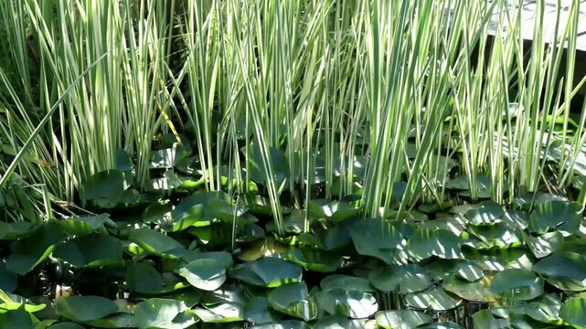 Sunlit Reeds and Lily Pads in a Lush Freshwater Wetland