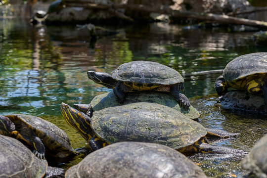 Group of freshwater turtles basking together on rocks in pond