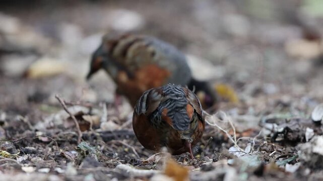 Chestnut-bellied partridge (Arborophila javanica) also known as chestnut-bellied hill-partridge or Javan hill-partridge in Java Island, Indonesia