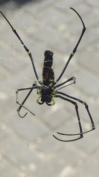 Giant Golden Orb Weaver on web in natural green habitat